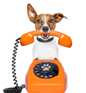 dog-calling-700-277x300 About