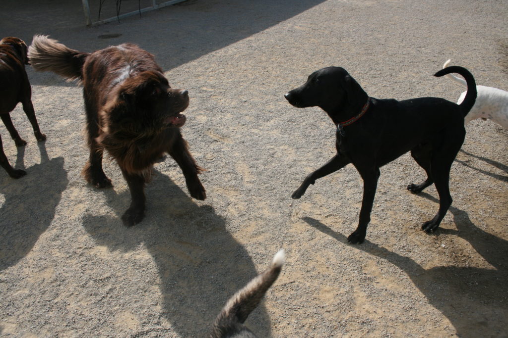 Doggy Day Care Fredericksburg Four Paws Pet Resort Pet Services